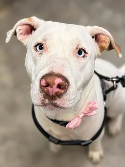 An adult medium-sized female White / Cream Pit Bull Terrier dog named Menace for adoption in Inverness, FL