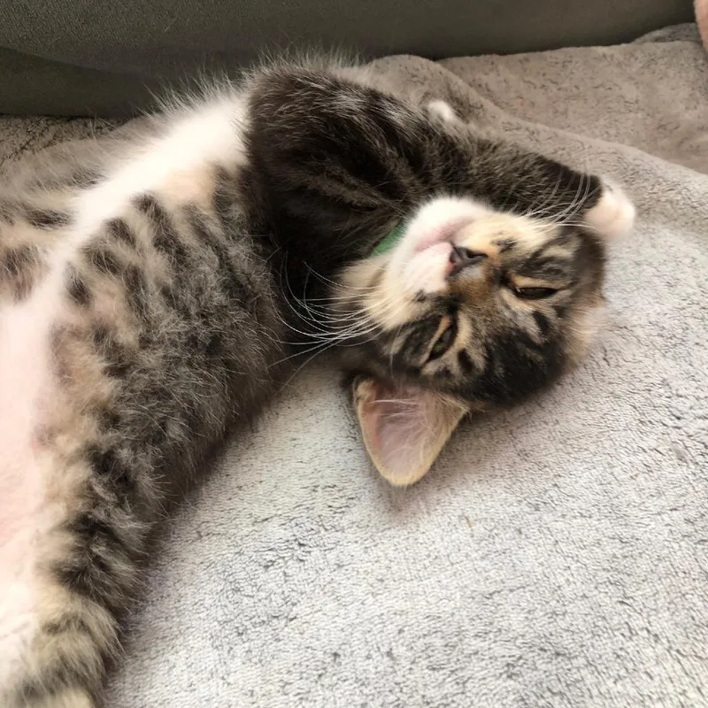 A baby small-sized male Brown / Chocolate Domestic Medium Hair cat named Buster for adoption in Santa Rosa, CA