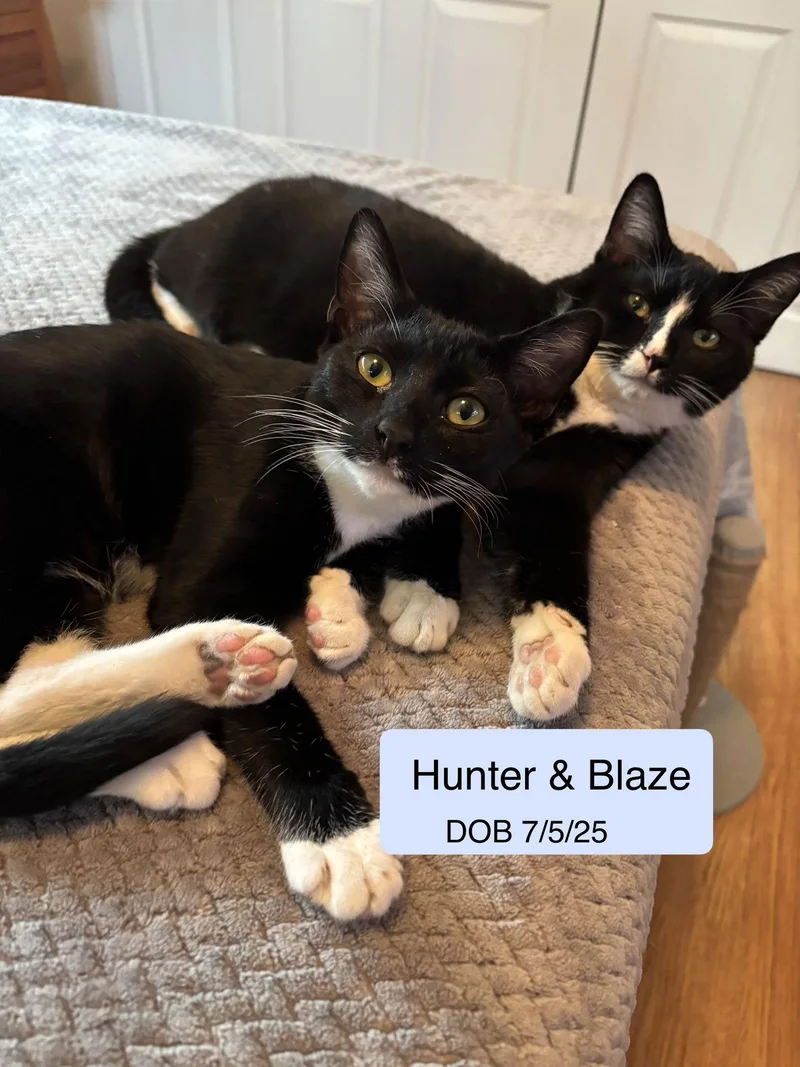 A baby medium-sized male Black & White / Tuxedo Domestic Short Hair cat named Blaze Bonded With Hunter for adoption in Vacaville, CA