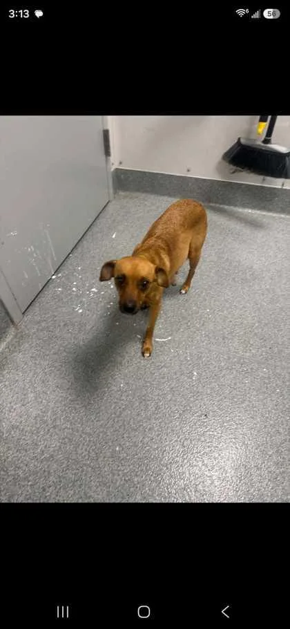 An adult small-sized female Chihuahua dog named Jessie for adoption in Sevierville, TN
