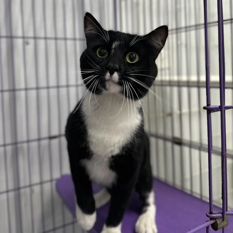 An adult small-sized male Black Domestic Short Hair cat named Rocket for adoption in Spanish Fork, UT