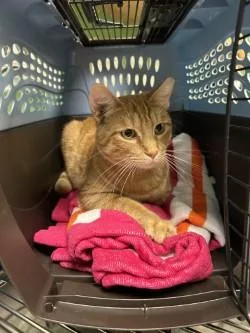 An adult medium-sized male Domestic Short Hair cat named Toby for adoption in Kansas City, MO