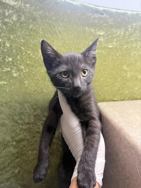 A baby small-sized female Domestic Short Hair cat named Screamer for adoption in Riverside, CA