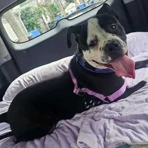 A young medium-sized male Bulldog dog named Freckles for adoption in Chicago, IL