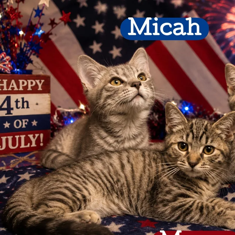 A baby medium-sized male Tabby (Gray / Blue / Silver) Domestic Short Hair cat named Micah for adoption in DuBois, PA