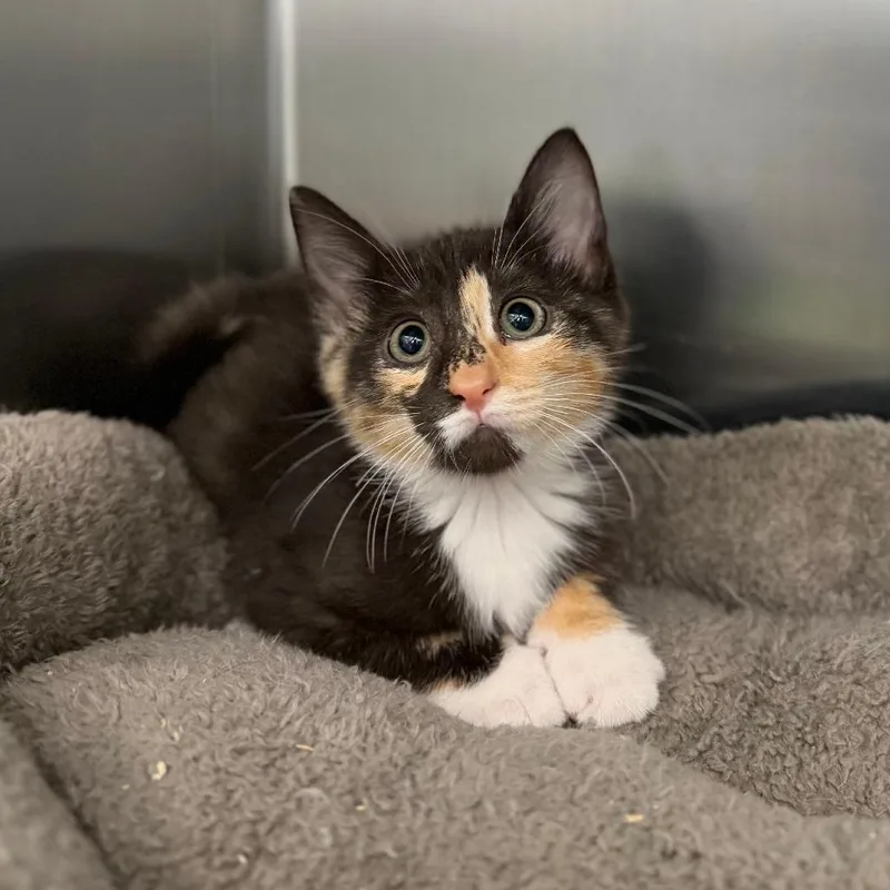 A baby small-sized female Calico Domestic Short Hair cat named Emma for adoption in Marshall, VA