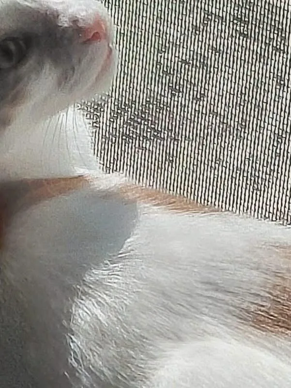 A young medium-sized male Orange & White Domestic Short Hair cat named Bernard for adoption in Lemont, IL