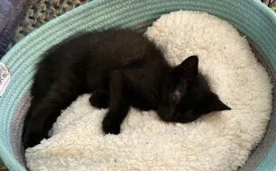 A baby small-sized female Domestic Short Hair cat named Diane for adoption in West Chester, PA