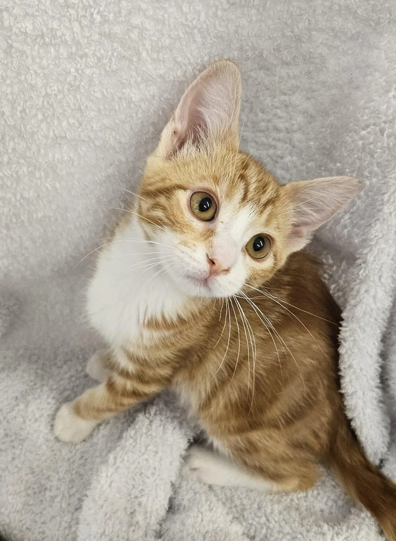 A baby medium-sized male Orange / Red Domestic Short Hair cat named Rusty for adoption in Antioch, CA
