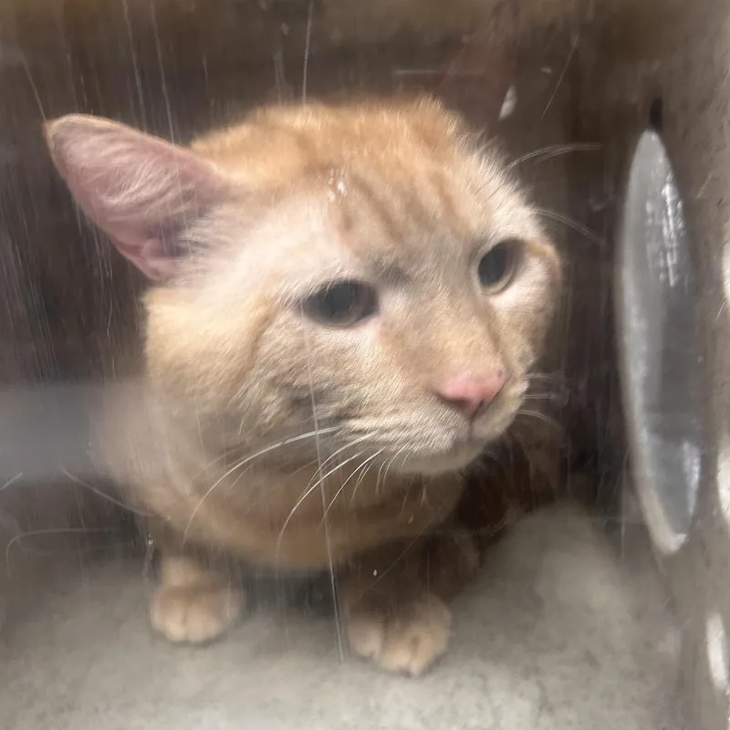 An adult large-sized male Orange / Red Domestic Short Hair cat named Simba for adoption in Philadelphia, PA
