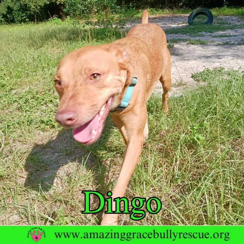 Dingo thumbnail 2