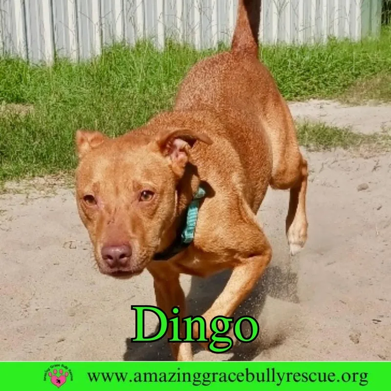 Dingo thumbnail 3