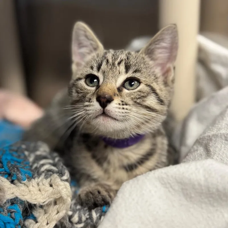 A baby small-sized male Brown / Chocolate Domestic Short Hair cat named Mick for adoption in Hendersonville, NC