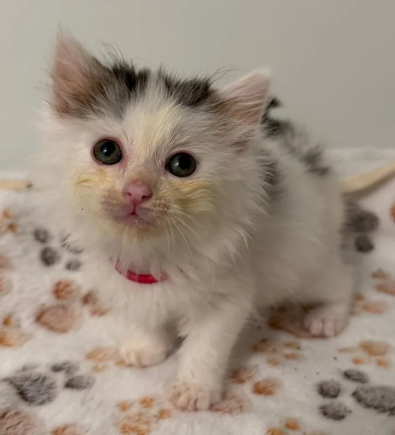 A baby small-sized female Domestic Medium Hair cat named Rachael for adoption in Leonardtown, MD