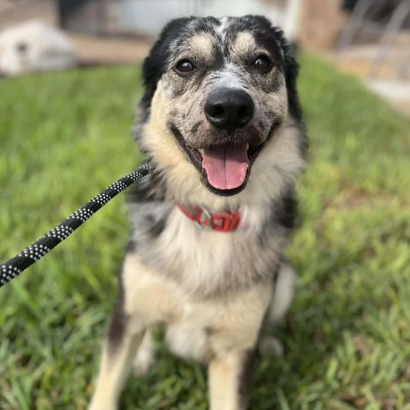 An adult large-sized male Black Australian Shepherd dog named Buddy Mcbee for adoption in Corpus Christi, TX