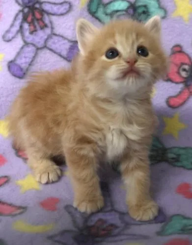 A baby medium-sized female Domestic Short Hair cat named Bangel for adoption in Thief River Falls, MN