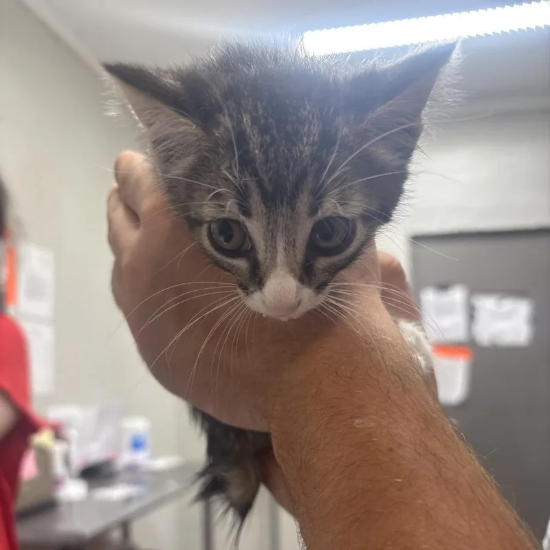 A baby small-sized female Black Domestic Short Hair cat named Brindlestriipe for adoption in Clanton, AL