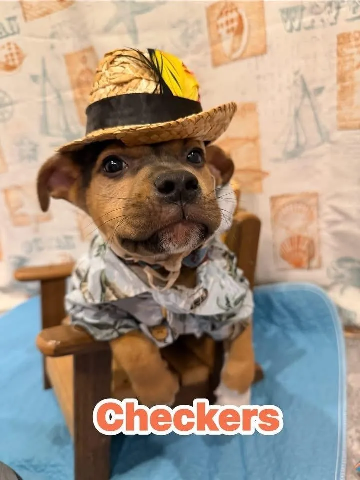 A baby medium-sized male Mixed Breed dog named Checkers for adoption in Scranton, PA