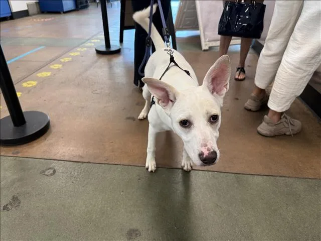 A young medium-sized male Basenji dog named Luca for adoption in Van Nuys, CA