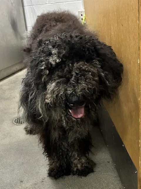 A young large-sized female Poodle dog named Bella for adoption in Upper Marlboro, MD