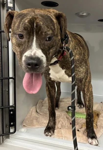 A young large-sized male Pit Bull Terrier dog named Zen for adoption in Gainesville, FL