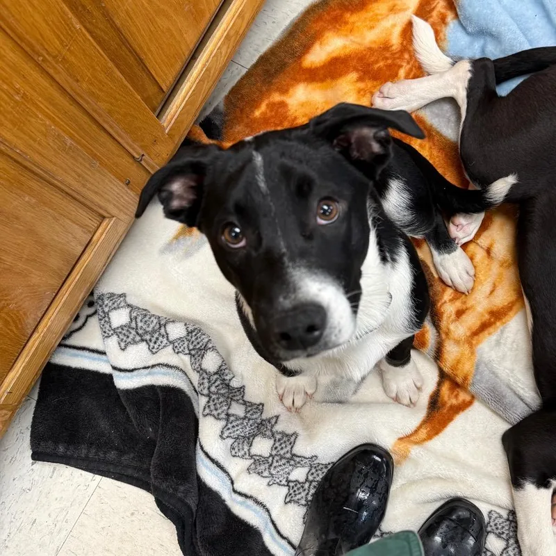 Jelly Bean thumbnail 2