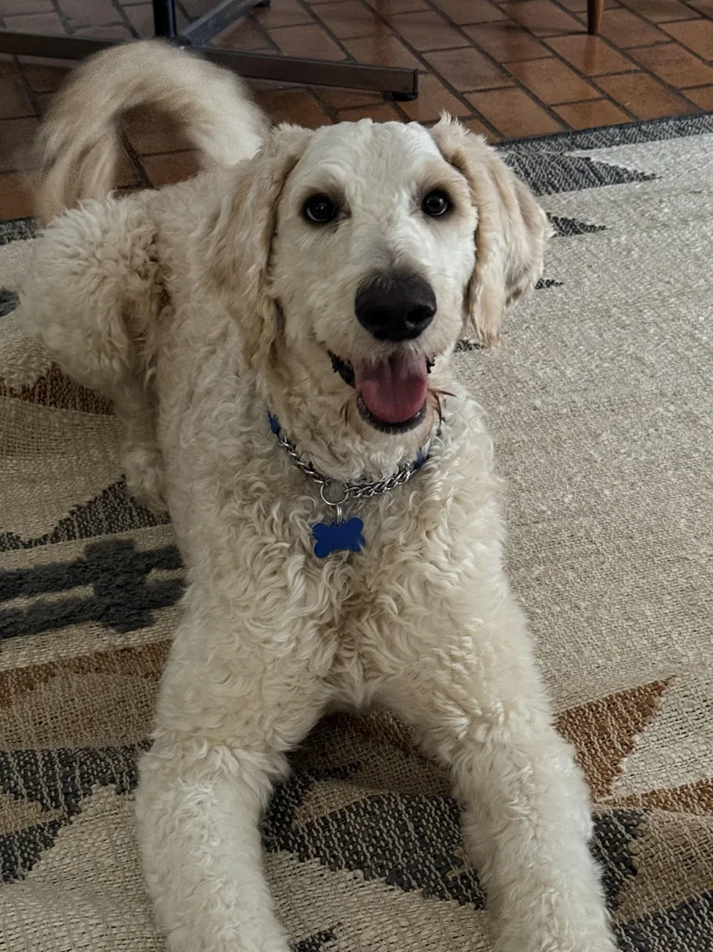 A young large-sized male White / Cream Goldendoodle dog named Teddy Wags for adoption in Garland, TX