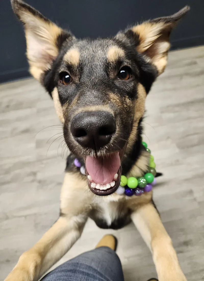 A baby medium-sized female German Shepherd Dog dog named Agenda for adoption in Mansfield, OH