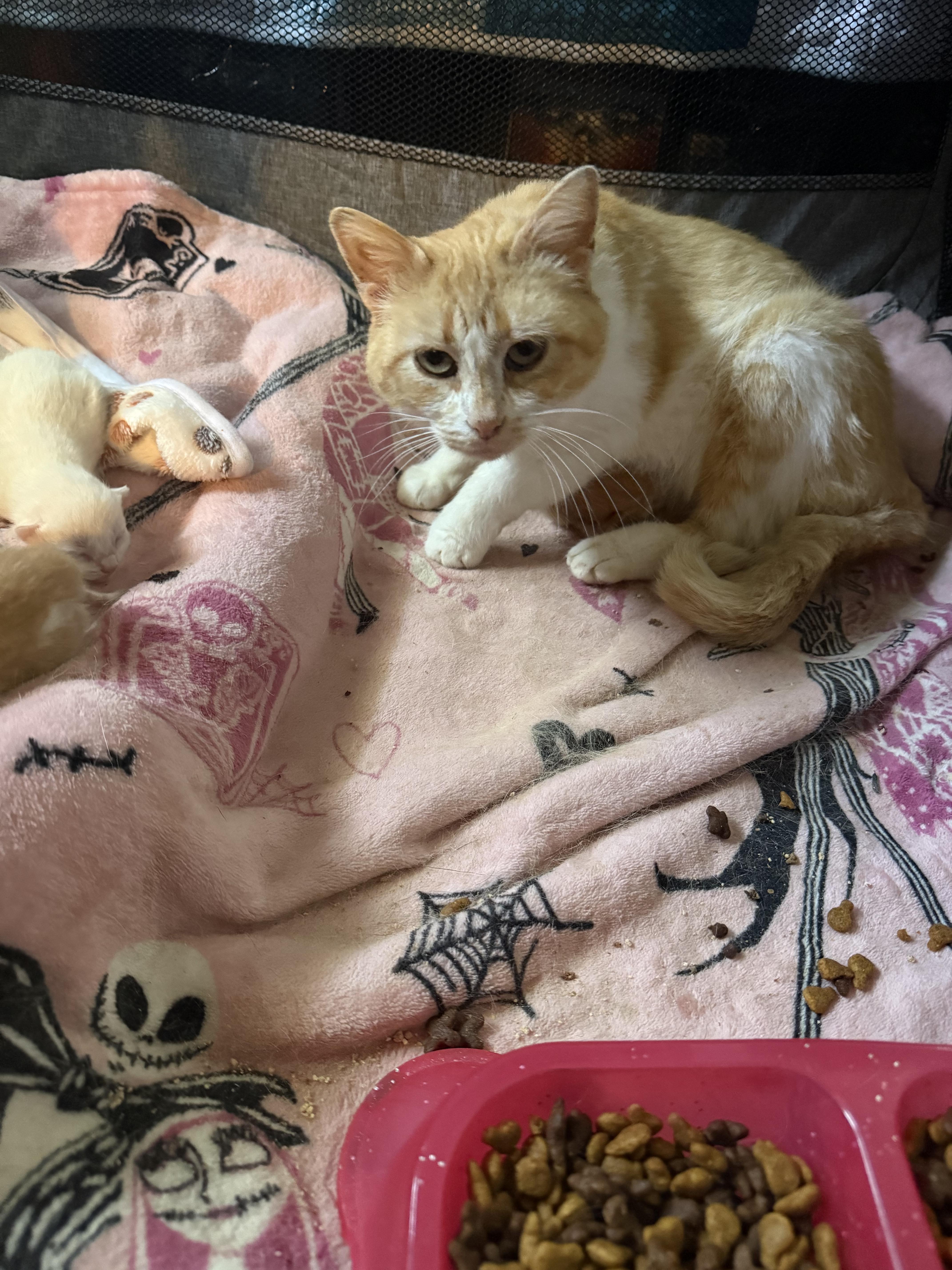 An adult medium-sized female Orange & White Domestic Short Hair cat named Penelope for adoption in Dyer, IN