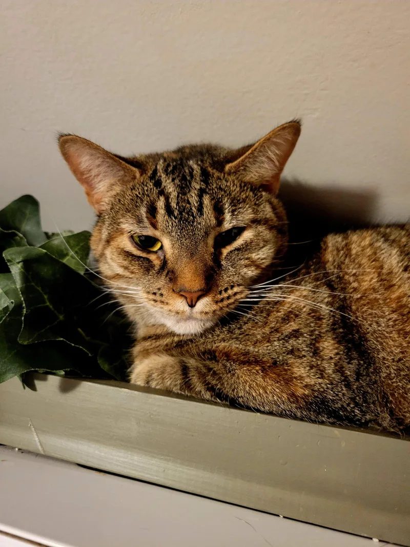 Starlight thumbnail 3