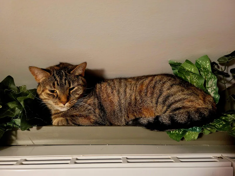 Starlight thumbnail 4