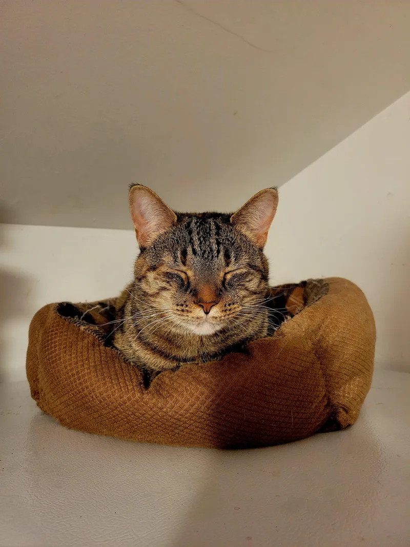 Starlight thumbnail 5