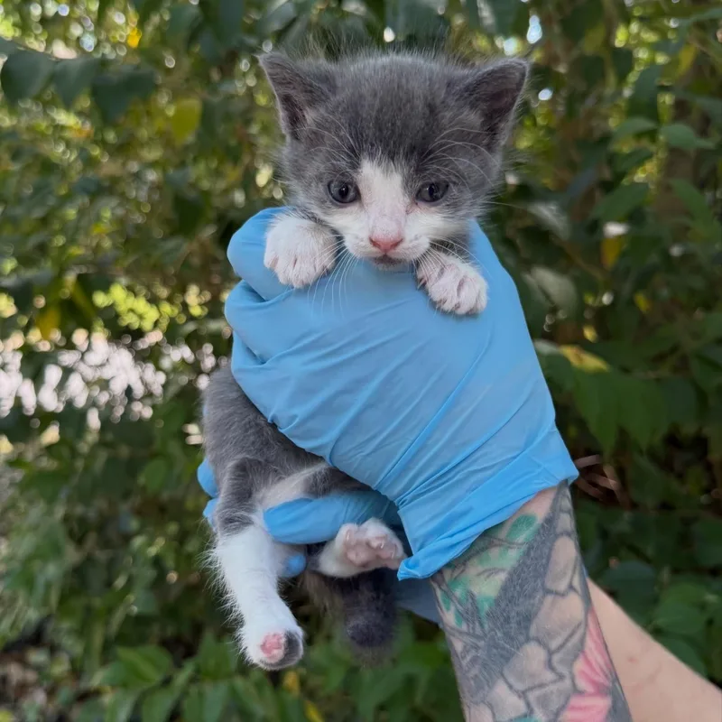 A baby small-sized female Gray / Blue / Silver Domestic Short Hair cat named Megaphone for adoption in Charlotte, NC
