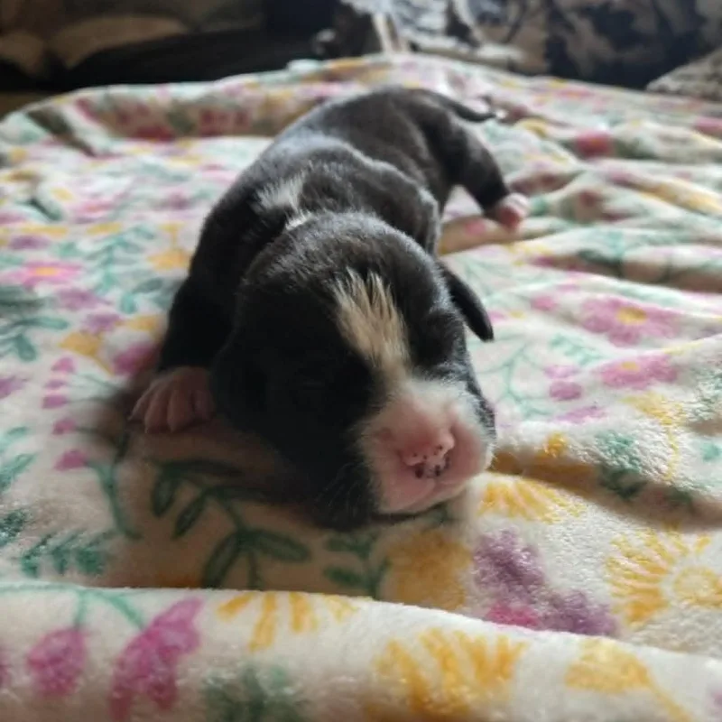 A baby medium-sized male White / Cream Labrador Retriever dog named Dill for adoption in Alma, WI