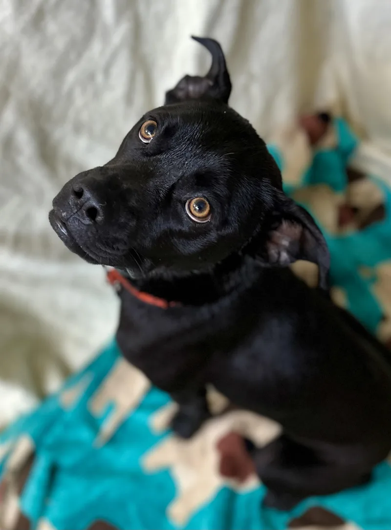 An adult medium-sized male Boxer dog named Salty for adoption in Sonora, CA