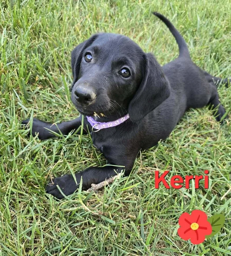 Kerri