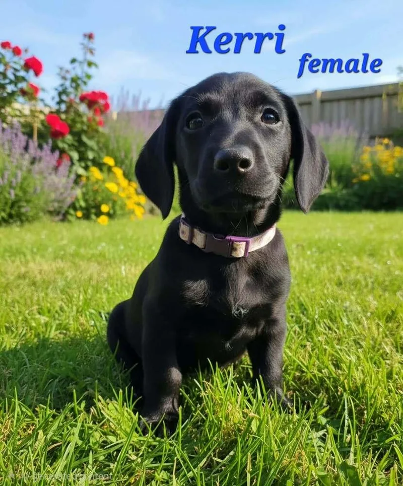 Kerri thumbnail 3