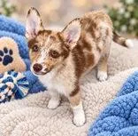 A baby medium-sized male Red / Chestnut / Orange Siberian Husky dog named Walter for adoption in Portsmouth, OH