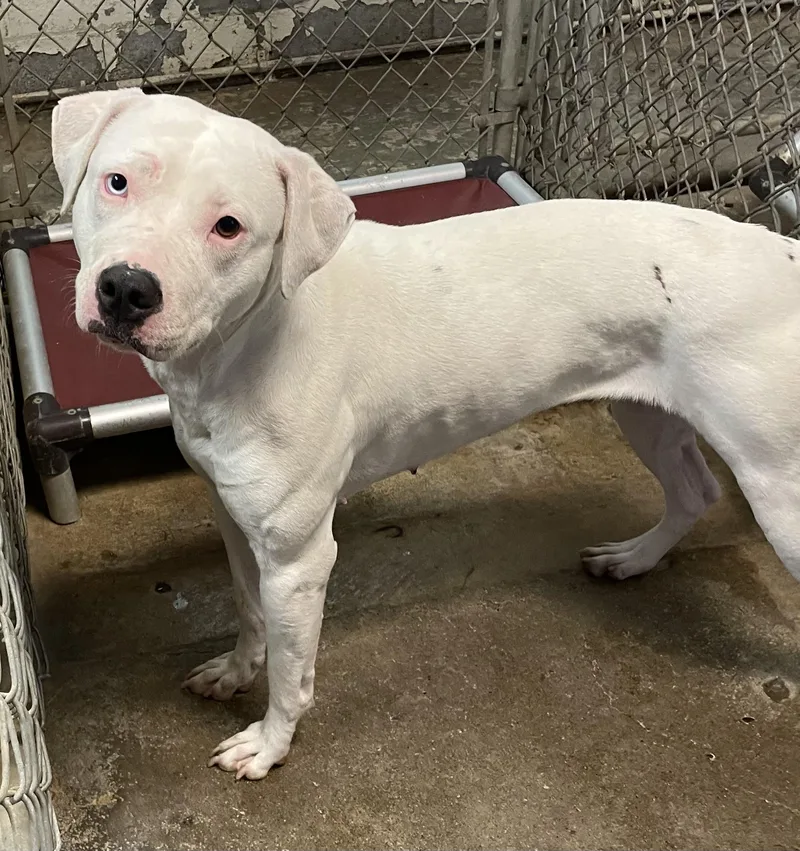 A young medium-sized female White / Cream Dogo Argentino dog named Sloan HOLD for adoption in Canton, OH