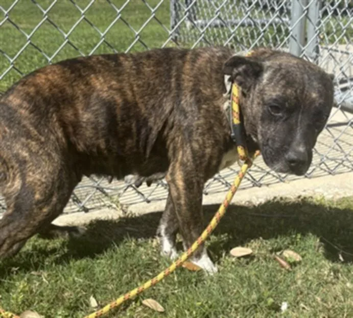 An adult medium-sized female Pit Bull Terrier dog named Cookie for adoption in Texas City, TX