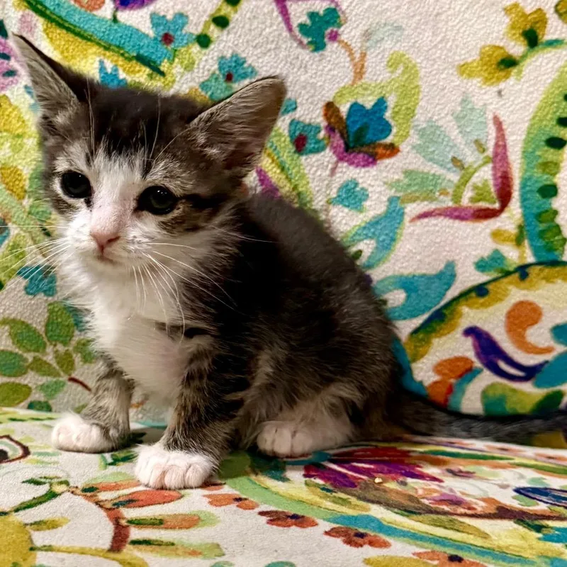 A baby small-sized male Gray / Blue / Silver Domestic Short Hair cat named Bob for adoption in South Elgin, IL