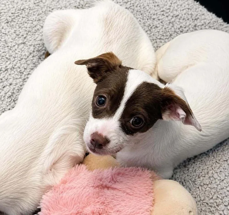 A baby small-sized female Tricolor (Brown, Black, & White) Chihuahua dog named Janet for adoption in Saugus, MA