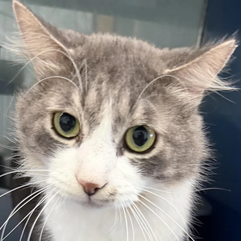 An adult medium-sized male Tabby (Gray / Blue / Silver) Domestic Medium Hair cat named Snickles for adoption in Sault Sainte Marie, MI