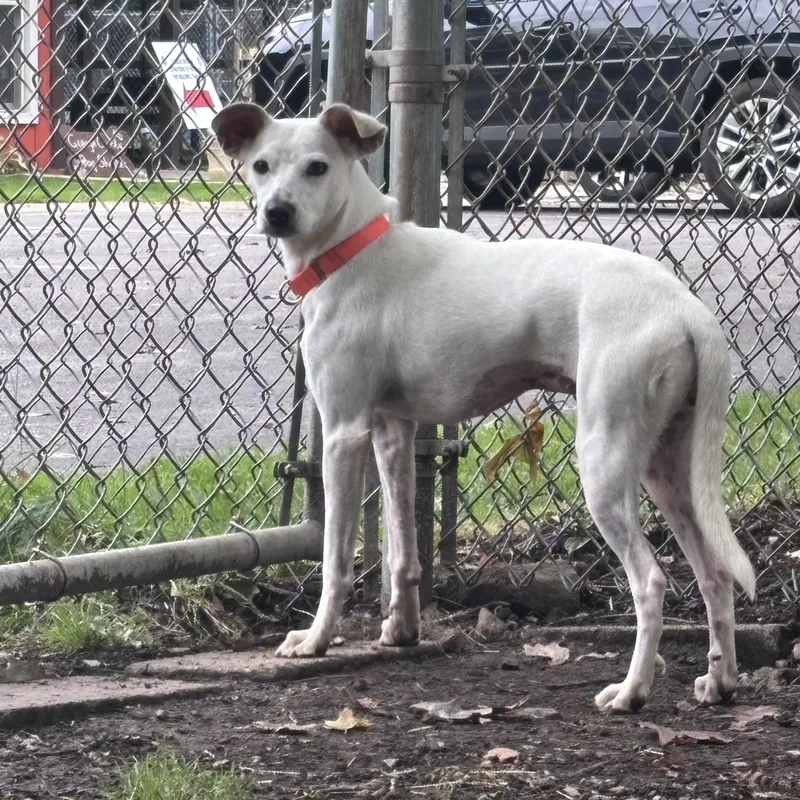 An adult medium-sized female Jack Russell Terrier dog named Francis for adoption in Chardon, OH