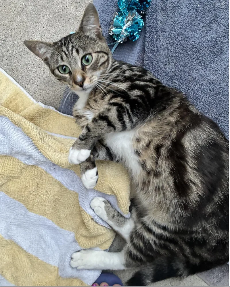 A young medium-sized male Brown / Chocolate Domestic Short Hair cat named Beauty for adoption in La Jolla, CA