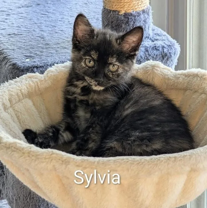 A baby medium-sized female Tortoiseshell cat named Sylvia for adoption in Southern Pines, NC