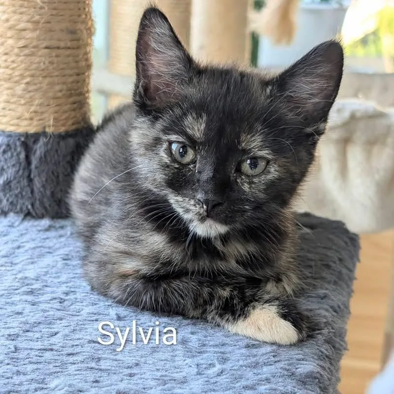 Sylvia thumbnail 2