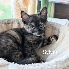 Sylvia thumbnail 3