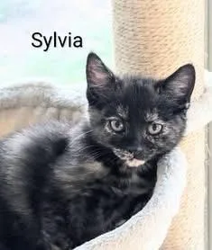 Sylvia thumbnail 4