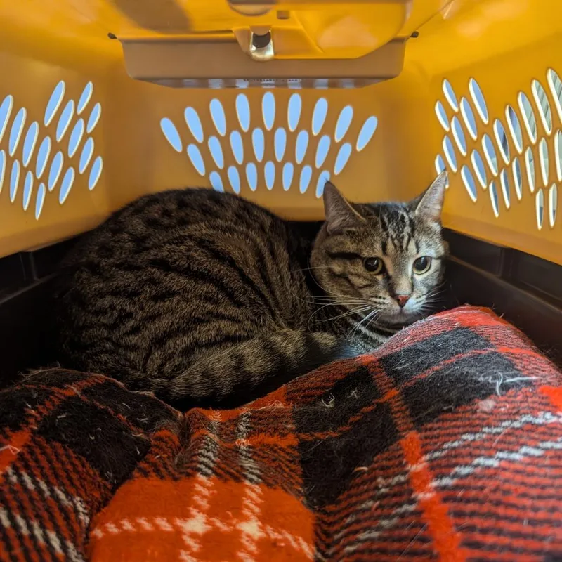 An adult medium-sized male Brown / Chocolate Domestic Short Hair cat named Buster for adoption in Charlottesville, VA
